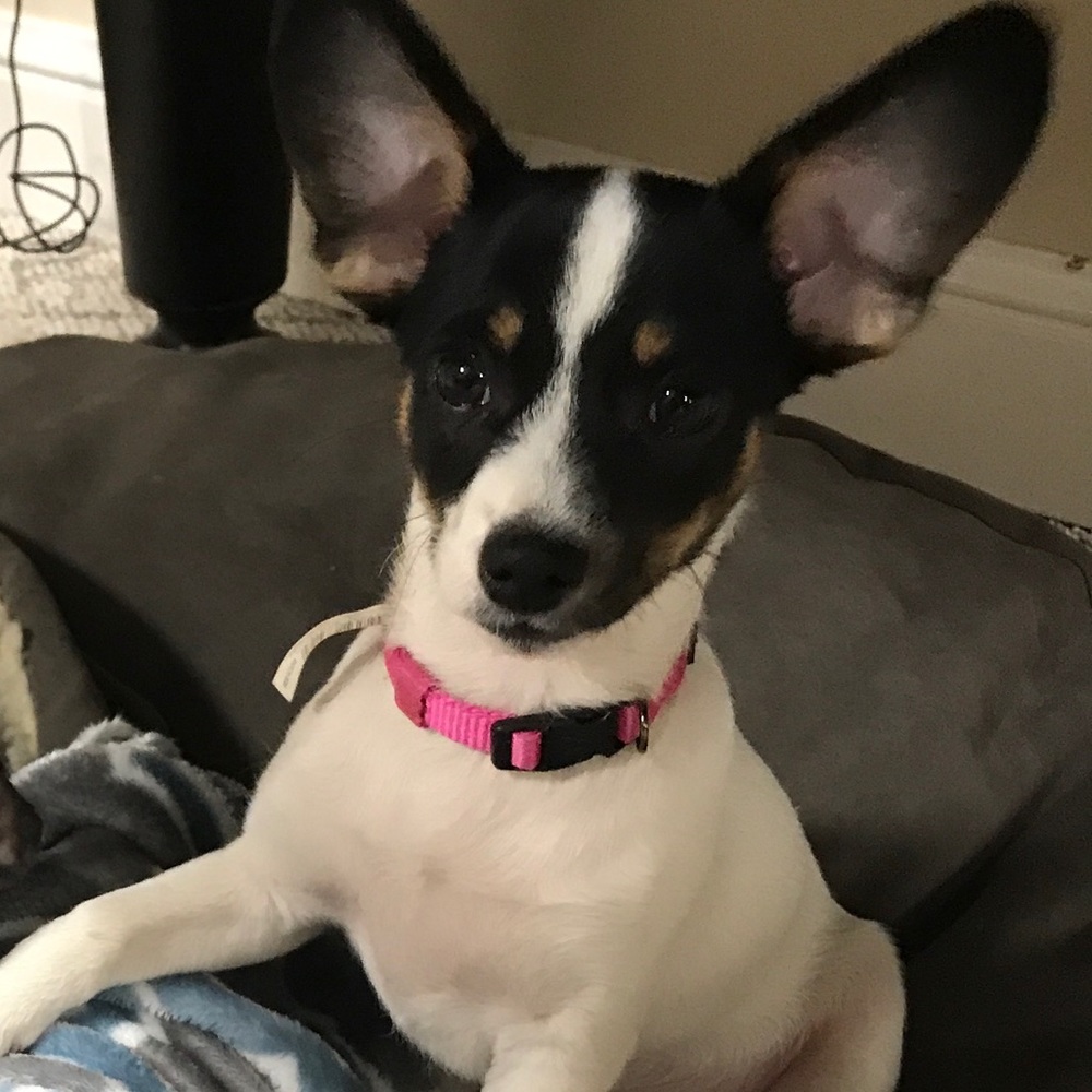 Meet your Posher, Julie